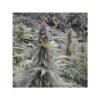 DUTCH PASSION - PURPLE #1 - FEM PHOTO - Image 3