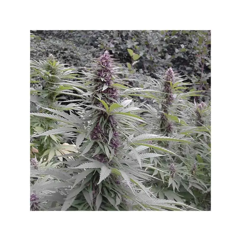 Purple #1
