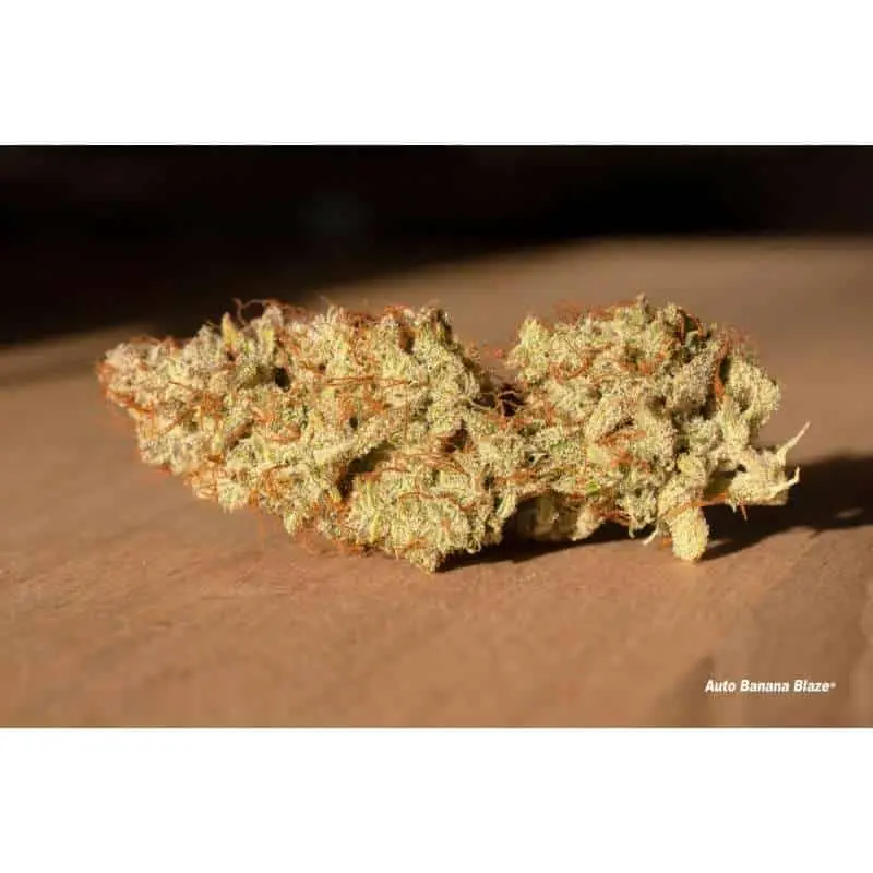 Banana Blaze Auto