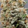 TWENTY20 MENDOCINO - BAD GIRL S1 STRAIN - FEM PHOTO - Image 3