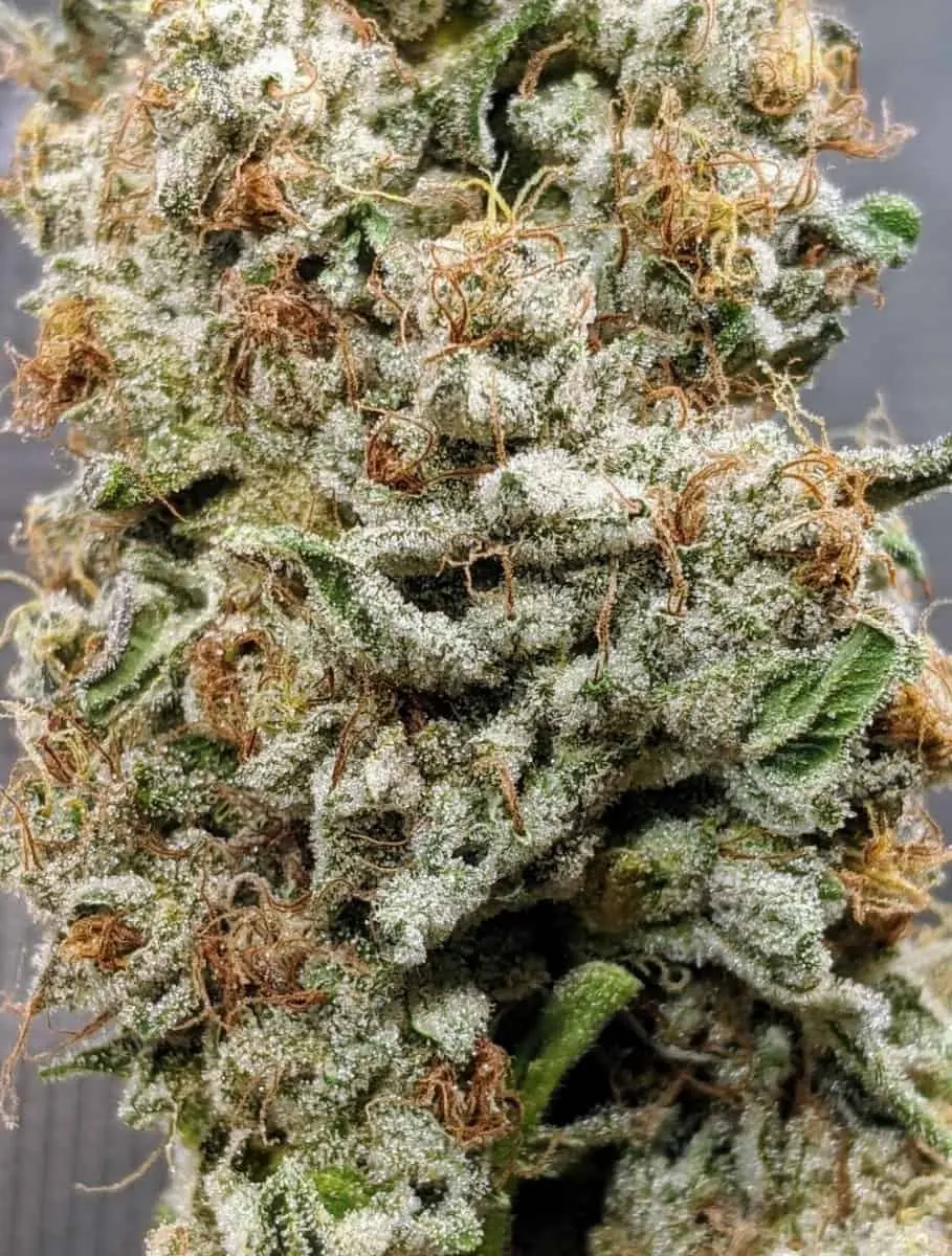 TWENTY20 MENDOCINO – BAD GIRL S1 STRAIN – FEM PHOTO