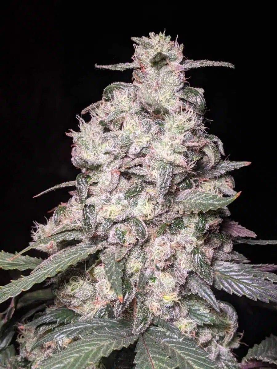TWENTY20 MENDOCINO – MUCHACHA (FORMERLY GLUE SNIFFER) STRAIN –  AUTO FEM