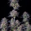 FAST BUDS - ORIGINAL BLUEBERRY STRAIN - AUTO FEM - Image 6