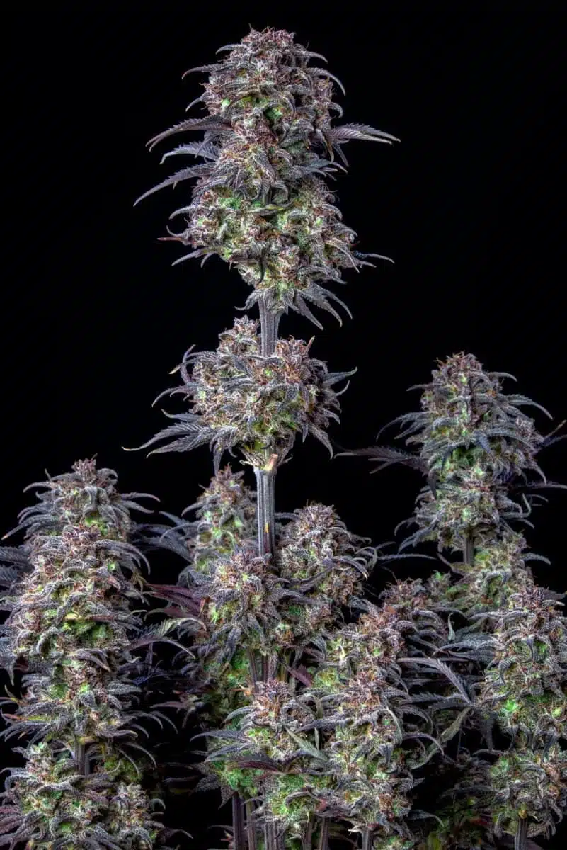 Original Blueberry Auto