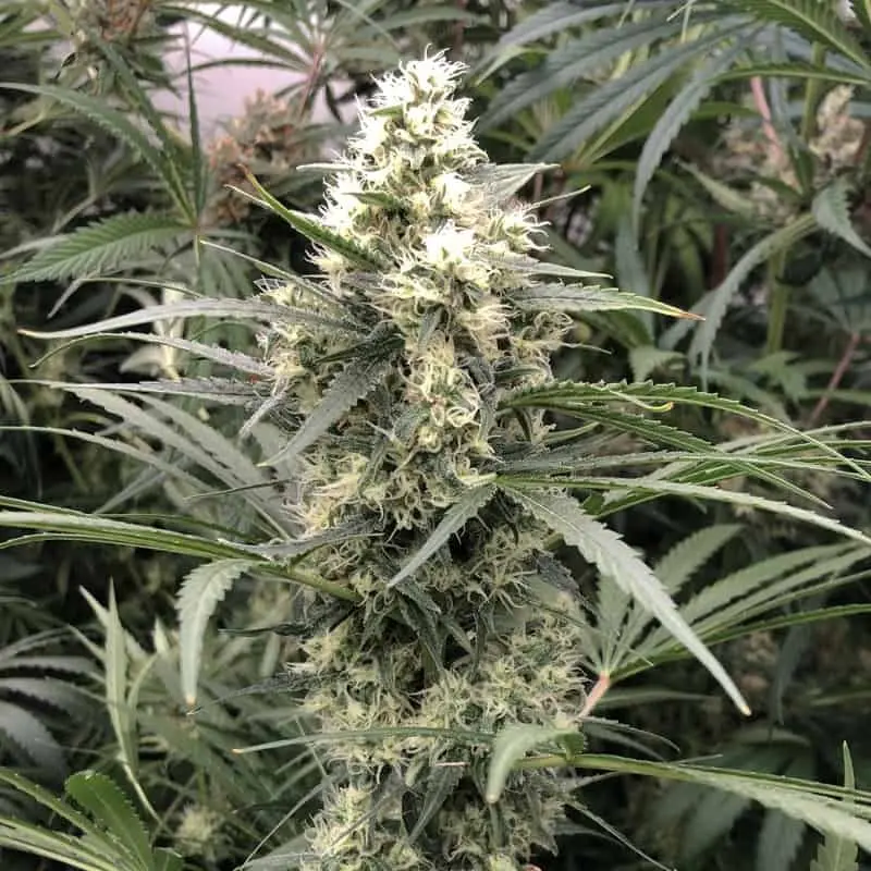 Snowbud