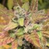 MAGIC STRAINS - BUBBA TROUBLE F4 STRAIN - AUTO FEM - 5 PACK - Image 4