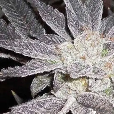 LA Affie | Cali Connection | FEM Photoperiod Seeds