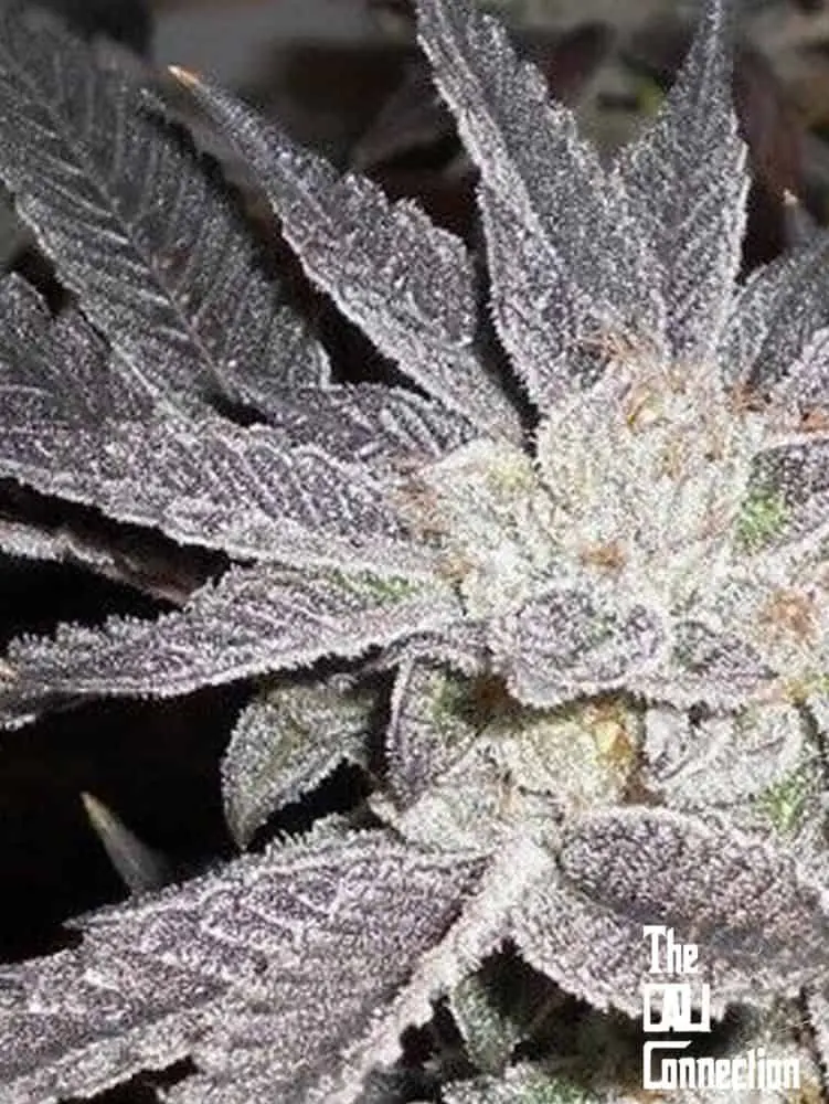 LA Affie | Cali Connection | FEM Photoperiod Seeds