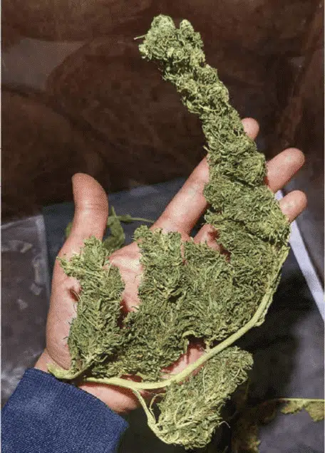 TRIDENT SEEDS - BADHIYA VILLAGE STRAIN - REG PHOTO