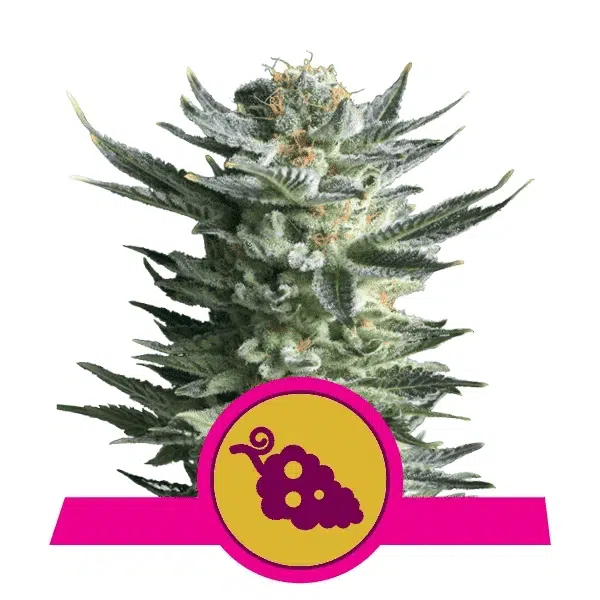 ROYAL QUEEN SEEDS - FRUIT SPIRIT STRAIN - FEM PHOTO