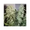 9f8225 Mv2