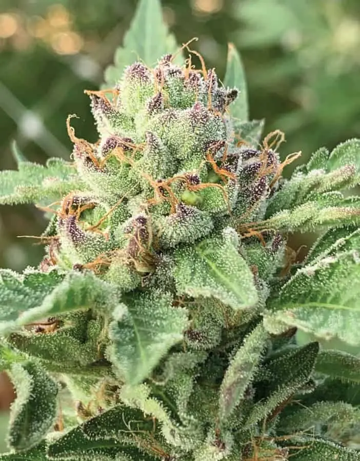 Apple Blossom Auto | Humboldt Seed Co | FEM Autoflower Seeds
