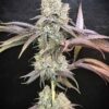 MOSCA SEEDS - PILLOW TALK STRAIN - FEM PHOTO - 6 PACK - Image 2