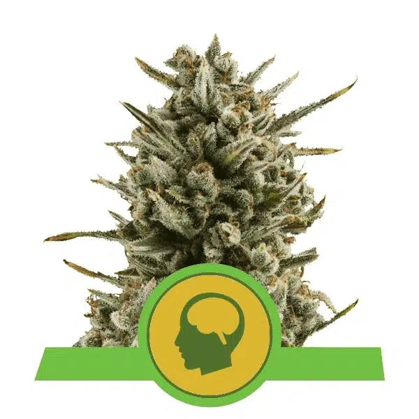 ROYAL QUEEN SEEDS - AMNESIA HAZE AUTOMATIC STRAIN - AUTO FEM