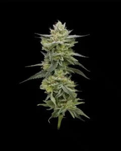Hella Jelly (Jelly Rancher) | Humboldt Seed Co | FEM Photoperiod Seeds