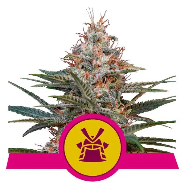 ROYAL QUEEN SEEDS - SHOGUN STRAIN - FEM PHOTO