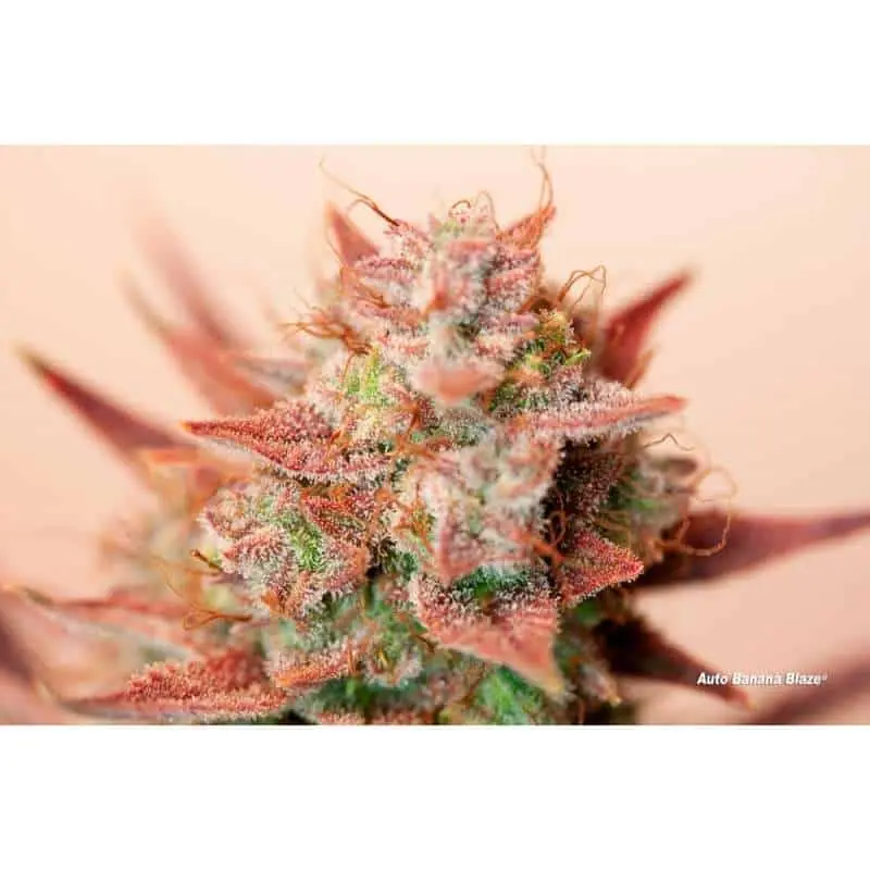 Banana Blaze Auto