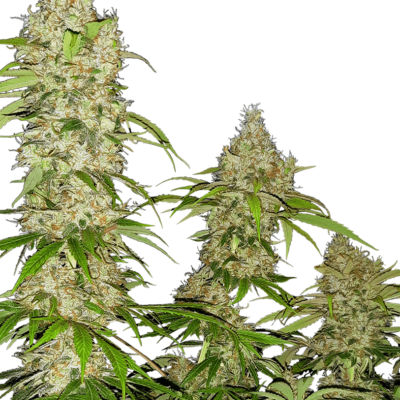 Image of a cannabis plant