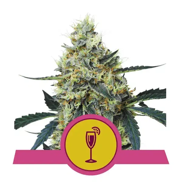 ROYAL QUEEN SEEDS - MIMOSA STRAIN - FEM PHOTO