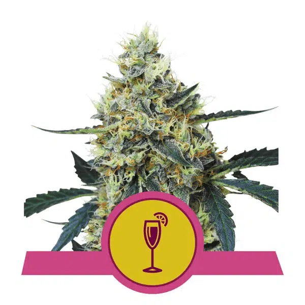 ROYAL QUEEN SEEDS - MIMOSA STRAIN - FEM PHOTO