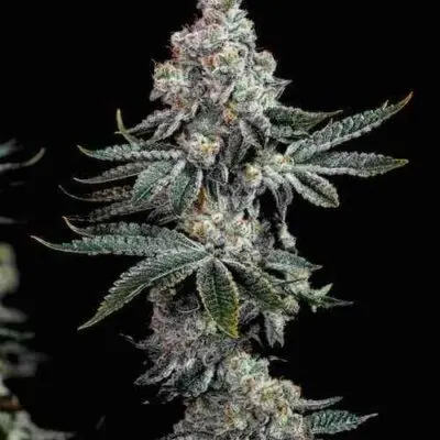 Grandpa's Cookies R2 V1 | Ethos Genetics | FEM Photoperiod Seeds - 10 Pack