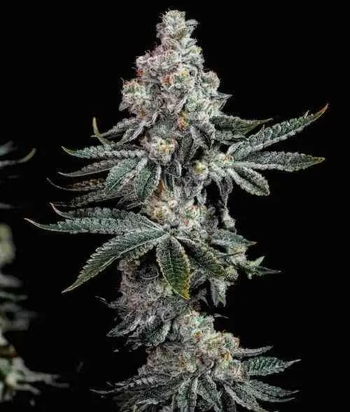 Grandpa's Cookies R2 V1 | Ethos Genetics | FEM Photoperiod Seeds