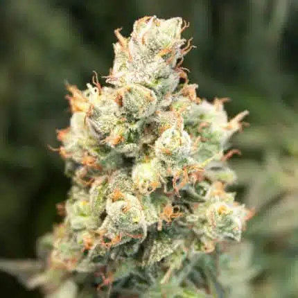 Orange Bud Auto