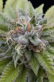 SEEDSMAN - BUBBA KUSH STRAIN - FEM PHOTO