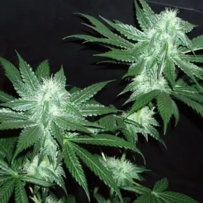 Italian Ice | Cali Connection | FEM Photoperiod Seeds
