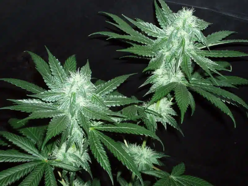 Italian Ice | Cali Connection | FEM Photoperiod Seeds