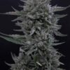 SALE: MUTANT GENETICS - FROSTED CHERRY'Os STRAIN - AUTO FEM- 5 PACK - Image 2