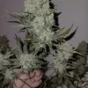 SPEEDRUN SEEDS - GRANITE HAZE F5 STRAIN - AUTO FEM - Image 2