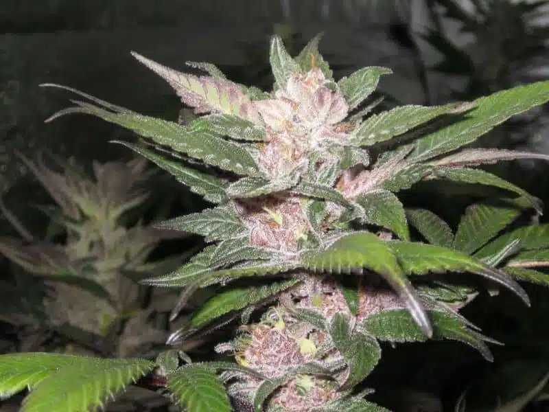 Purple Chem | Cali Connection | FEM Photoperiod Seeds