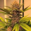 IN HOUSE GENETICS - BANANIUM STRAIN - FEM PHOTO - Image 2