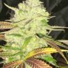 JINXPROOF GENETICS - HELL ON WHEELS STRAIN - REG PHOTO - 12 PACK - Image 4