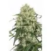 9f8225 Mv2