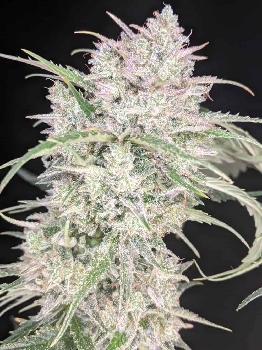 TWENTY20 MENDOCINO - TRIZZLERS STRAIN - AUTO FEM