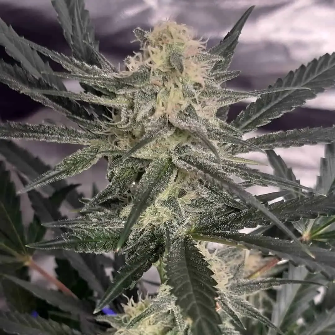 HASH CAKE STRAIN