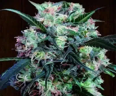 Kali China | Ace Seeds | FEM Photoperiod Seeds