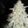 EBB AND FLOW - MINT BLIZZARD  STRAIN - REG PHOTO - 12 PACK - Image 3