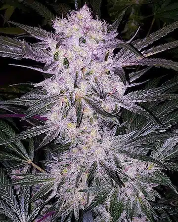 Lilac Cookies BX2 | Ethos Genetics | REG Photoperiod Seeds