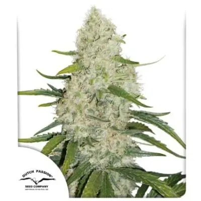 Think Big Auto | Dutch Passion | FEM Autoflower Seeds