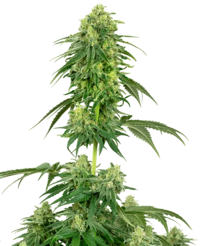 Image of a cannabis plant