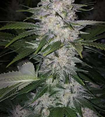 Skunk Hero RBX1 | Ethos Genetics | FEM Photoperiod Seeds