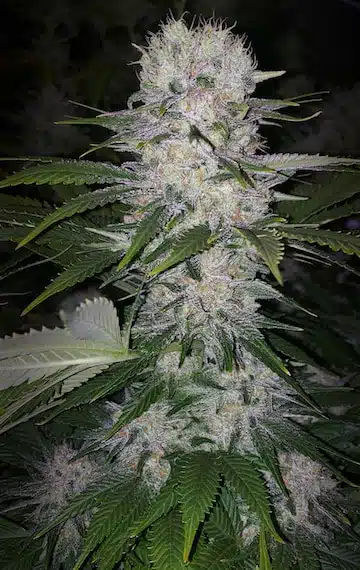 Skunk Hero RBX1 | Ethos Genetics | FEM Photoperiod Seeds