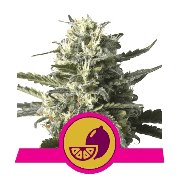 ROYAL QUEEN SEEDS - LEMON SHINING SILVER HAZE STRAIN - FEM PHOTO