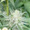 KUSH FAMILY ORIGINALS - STRAWBERRY BANANA x GHOST OG BX4 - REG PHOTO - 12 PACK - Image 4