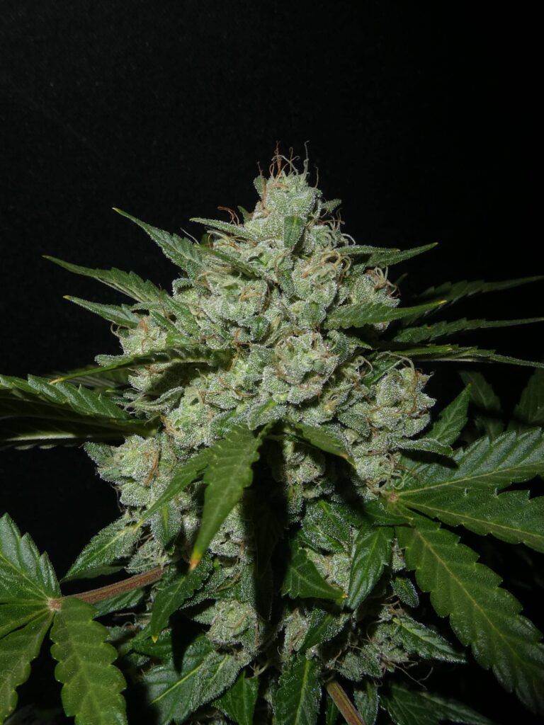 Ronin Garden - The Ripple F4 Strain - Auto Fem - 5 Pack - Multiverse 