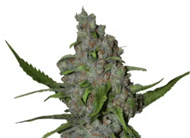 SEED STOCKERS - GELATO 41 FAST STRAIN - FEM PHOTO