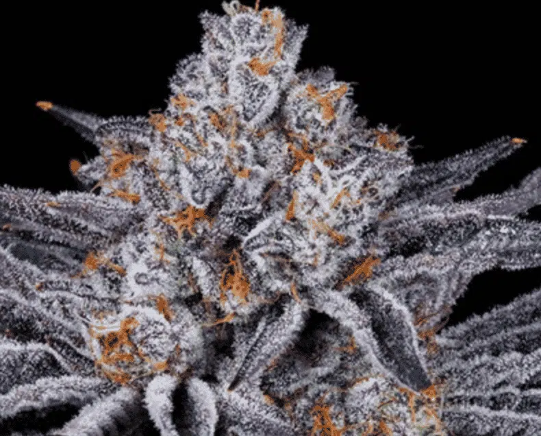 Platinum Kush Breath | In House Genetics | FEM Photoperiod Seeds